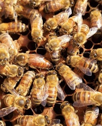 a close up of bees on a honeycomb