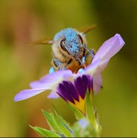 a blue bee is sitting on a purple flower